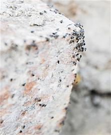 青島驚現大量蚜蟲密集啃樹 市民不堪其擾 青島驚現大量蚜蟲密集啃樹 市民不堪其擾