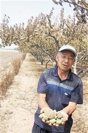 村民放火燒麥茬烤死80棵桃樹 上萬元打水漂 村民放火燒麥茬烤死80棵桃樹 上萬元打水漂