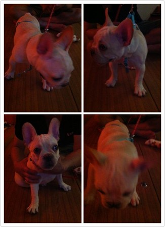 林曉培發酒瘋虐狗