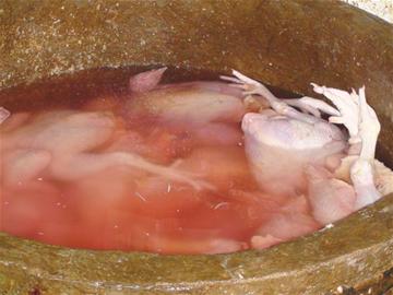 病死雞整容成白條雞 黑心夫婦8年賺20萬 病死雞整容成白條雞 黑心夫婦8年賺20萬