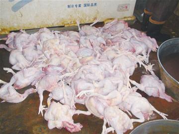 病死雞整容成白條雞 黑心夫婦8年賺20萬 病死雞整容成白條雞 黑心夫婦8年賺20萬