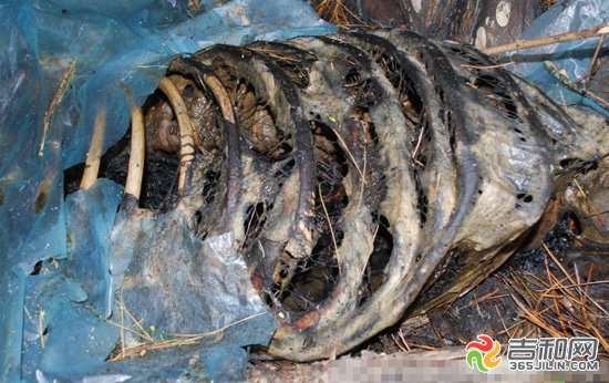 消息的發(fā)起人由野生動物作家胡冬林發(fā)起，并在網(wǎng)上將發(fā)現(xiàn)熊的整個過程公布。