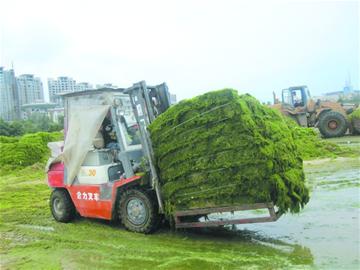 上岸滸苔榨出水分變成餅 上岸滸苔榨出水分變成餅
