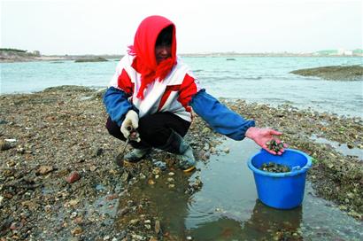 膠州蛤遭排擠被逼另立門戶 鮮美不輸紅島蛤 膠州蛤遭排擠被逼另立門戶 鮮美不輸紅島蛤