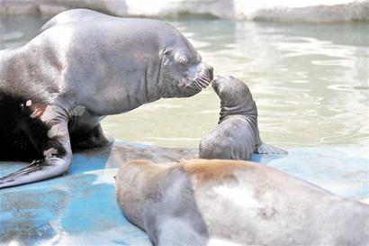海獅一家溫情無限  海獅一家溫情無限