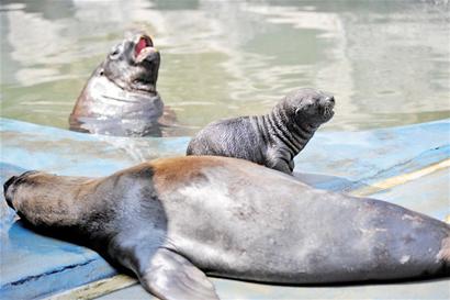 海獅一家溫情無限  海獅一家溫情無限