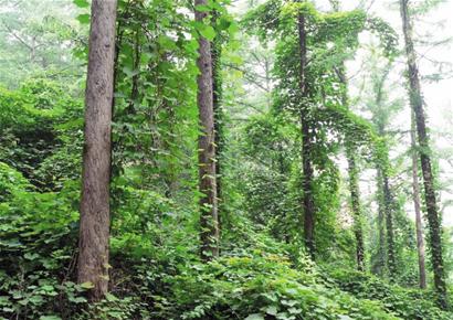 嶗山萬畝森林遭遇“藤纏樹” 嶗山萬畝森林遭遇“藤纏樹”