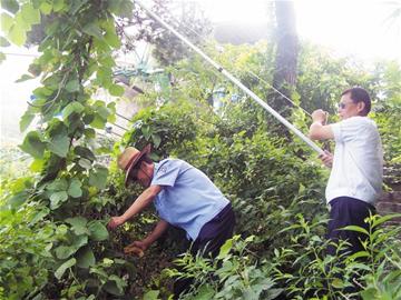 嶗山萬畝森林遭遇“藤纏樹” 嶗山萬畝森林遭遇“藤纏樹”