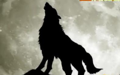 黃島驚現(xiàn)疑似狼 一夜咬斷鵝群脖子淡定與人對視 黃島驚現(xiàn)疑似狼 一夜咬斷鵝群脖子淡定與人對視