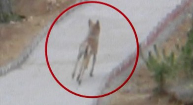 青島靈珠山惡狼被拍到 血洗家禽只剩骨頭家家戶戶閉門 青島靈珠山惡狼被拍到 血洗家禽只剩骨頭家家戶戶閉門