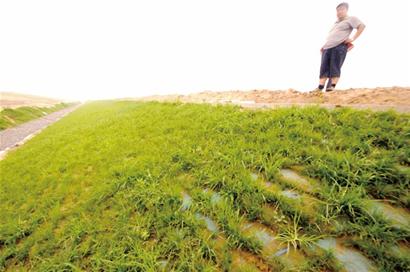 大沽河防洪堤壩大道已現雛形 沿岸將瓜果飄香