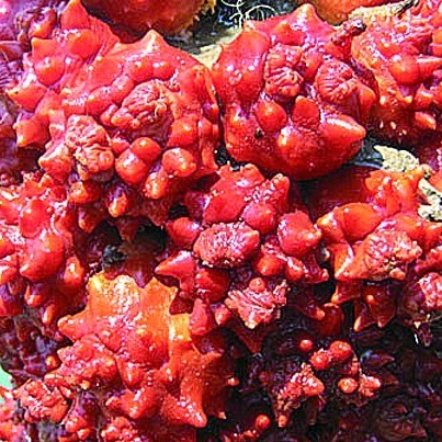 海洋怪物難倒老青島 圖示5種青島常見寄生海洋動物