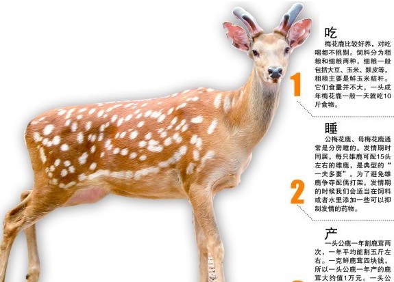 青島驚現梅花鹿肉燒烤