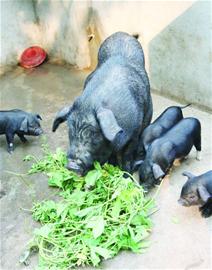 青島進口豬肉創歷史新高 青島進口豬肉創歷史新高