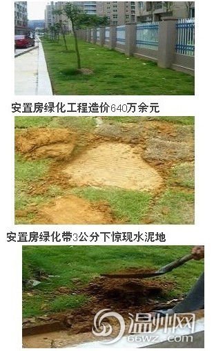 溫州安置房工程水泥地上種樹 網友稱神一般工程 溫州安置房工程水泥地上種樹 網友稱神一般工程