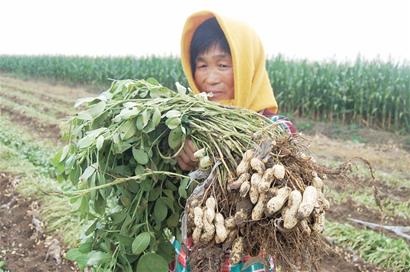 青島花生豐收再過半月上市 每斤漲1元農民撈油水 青島花生豐收再過半月上市 每斤漲1元農民撈油水