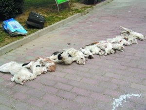 虐貓現場 虐貓現場