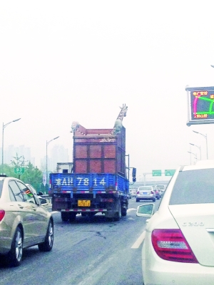 動物園長頸鹿乘車出行遭調侃 動物園長頸鹿乘車出行遭調侃