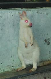 九只袋鼠移民青島 白袋鼠全球僅1000只 九只袋鼠移民青島 白袋鼠全球僅1000只