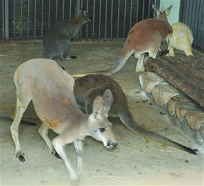 袋鼠三家九口移民青島 袋鼠三家九口移民青島