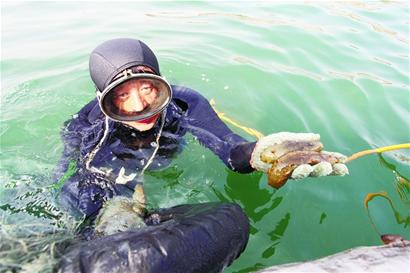 青島秋海參上市 鮮海參百元一斤