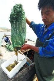 青島秋海參上市 鮮海參百元一斤
