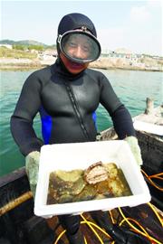 青島秋海參上市 鮮海參百元一斤