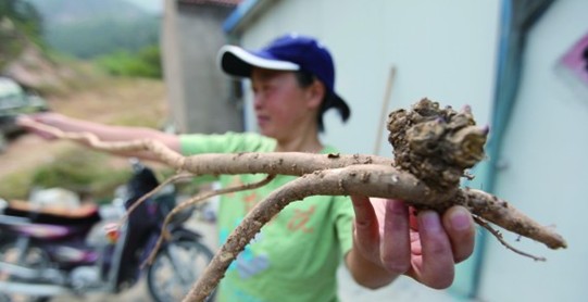 青島嶗山放羊人挖出1.08米野生巨參 十分罕見被搶購 青島嶗山放羊人挖出1.08米野生巨參 十分罕見被搶購