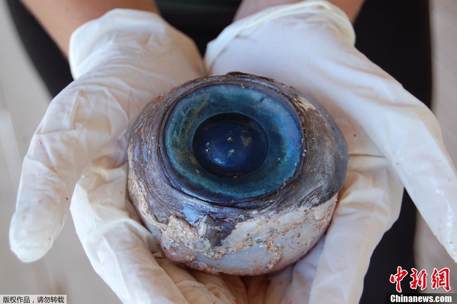 海灘現神秘藍色大眼睛