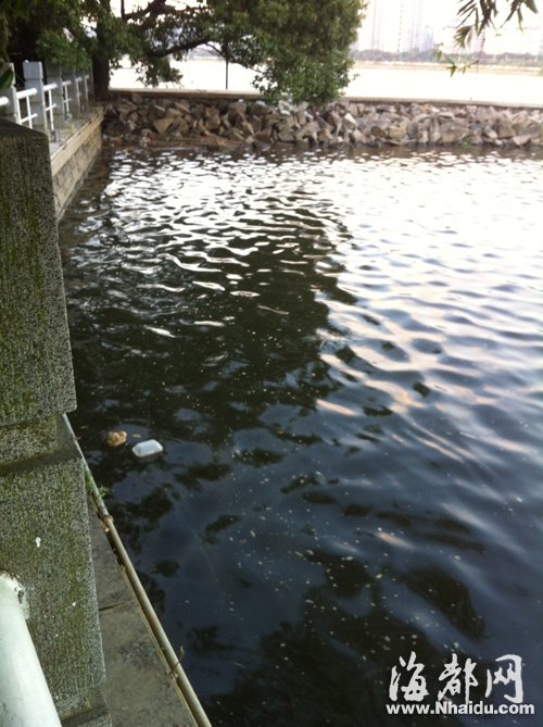 閩江公園南園沿線,閩江混雜污水,漂著垃圾,散發出腥臭。 閩江公園南園沿線,閩江混雜污水,漂著垃圾,散發出腥臭。