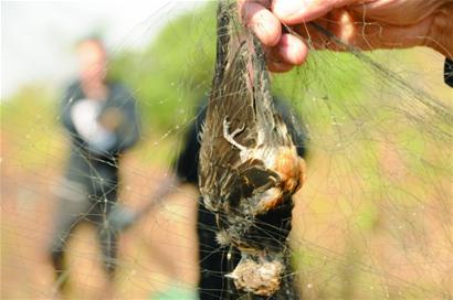 青島絕戶網罩山百鳥慘死 網眼僅小指粗蜜蜂都逃不掉