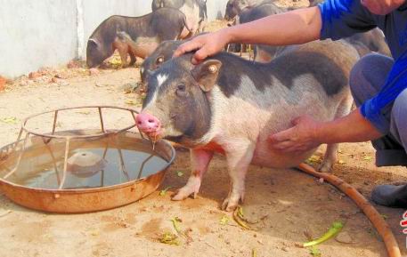 海南香豬落戶青島 海南香豬落戶青島