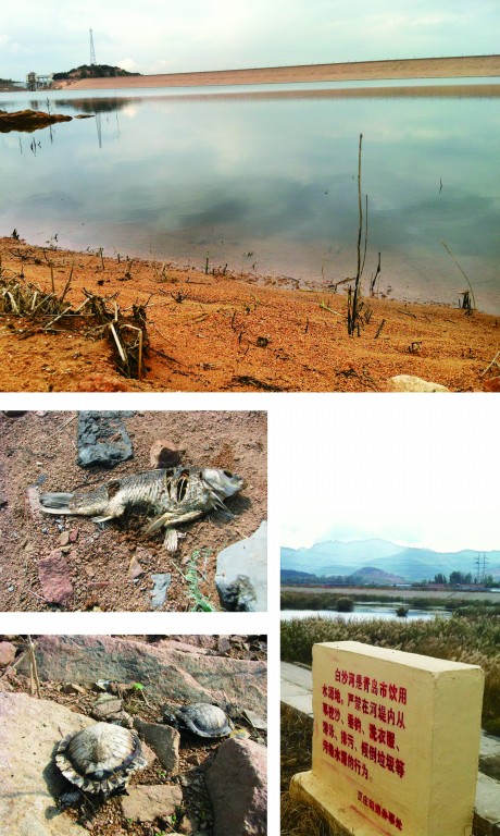青島水庫蓄水偏少魚龜死亡 嶗山部分社區已限時供水