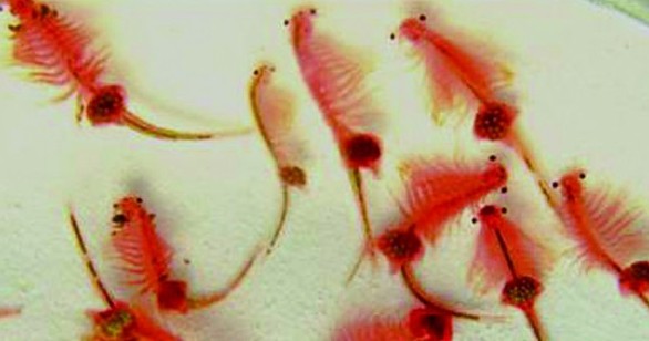 青島膠州灣仙女蝦鮮紅帶翅很飄逸 18元/斤將上餐桌 青島膠州灣仙女蝦鮮紅帶翅很飄逸 18元/斤將上餐桌