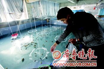 青島金烏賊幾近絕跡80元/斤 將重返市民餐桌 青島金烏賊幾近絕跡80元/斤 將重返市民餐桌