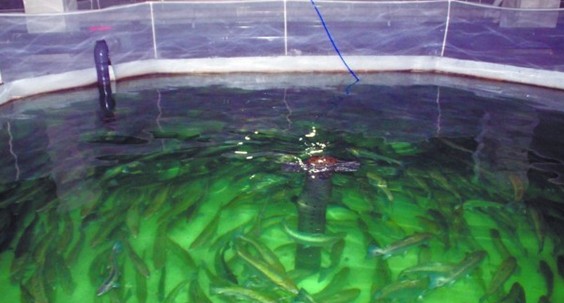 揭三文魚養殖基地:魚心情不好會擺臭臉 皮膚自動變色