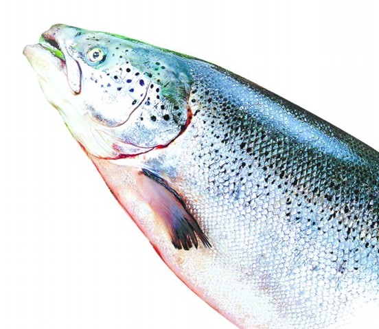 揭三文魚養殖基地:魚心情不好會擺臭臉 皮膚自動變色