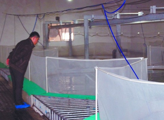 揭三文魚養殖基地:魚心情不好會擺臭臉 皮膚自動變色