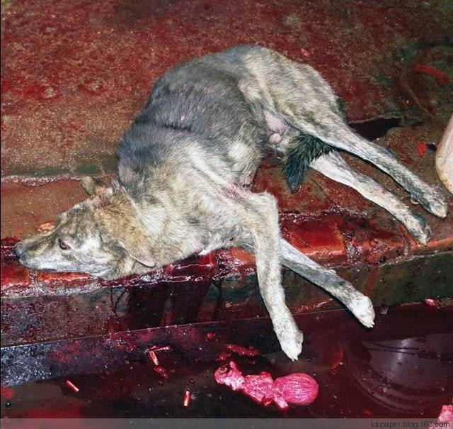 在農村偷狗被抓到就是這下場！