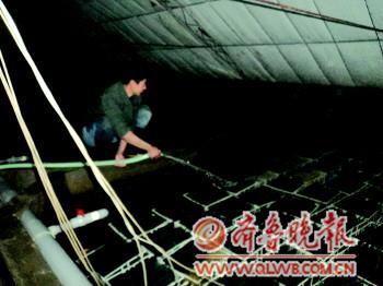 水產(chǎn)品奇葩越冬法:海參烤鍋爐多寶魚喝特供 1月10萬度電