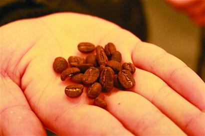 貓屎咖啡一兩叫賣688元 貓屎咖啡一兩叫賣688元