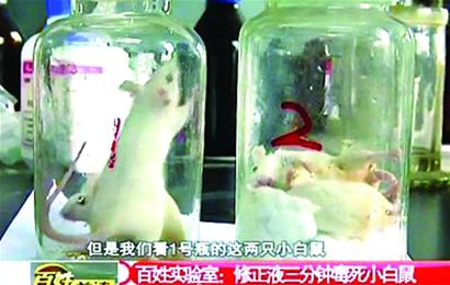 傳3分鐘能毒死小白鼠 青島學(xué)校封殺修正液 傳3分鐘能毒死小白鼠 青島學(xué)校封殺修正液