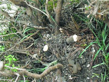 黃楊樹被盜 黃楊樹被盜