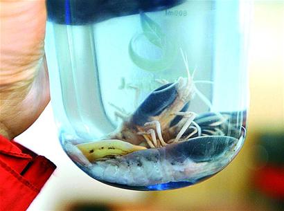 大洋一號帶回?cái)?shù)噸海底寶貝 大洋一號帶回?cái)?shù)噸海底寶貝