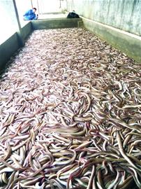 遠洋船回青島帶回百噸鮮鰻魚