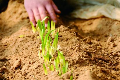 小小盆栽菜“種”出大市場 小小盆栽菜“種”出大市場