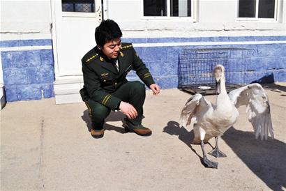 小天鵝累癱漁船上 小天鵝累癱漁船上