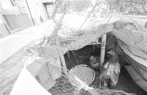 一處簡易的雞棚內藏了不少雞