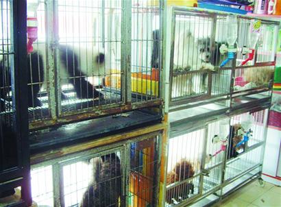 寵物春節入托要看店家臉色 價格猛漲一鋪難求 寵物春節入托要看店家臉色 價格猛漲一鋪難求