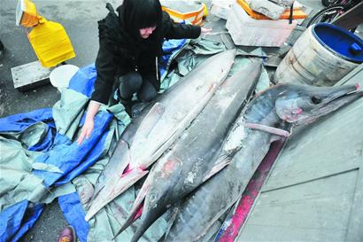 罕見金槍魚現菜市場 身長近4米體重超300斤 罕見金槍魚現菜市場 身長近4米體重超300斤